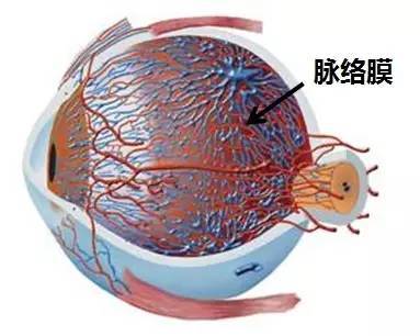 脉络膜由三层血管组成:外侧的大血管层,中间的中血管层,内侧的毛细